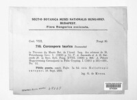 Cercospora taurica image